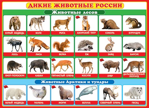 Дикие животные России. Открытки оптом