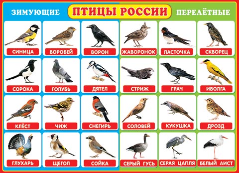 Птицы России. Открытки оптом